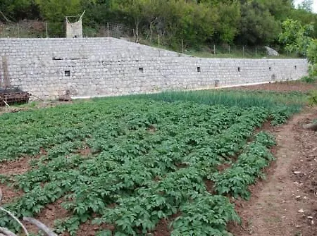 Kraljev Raj *